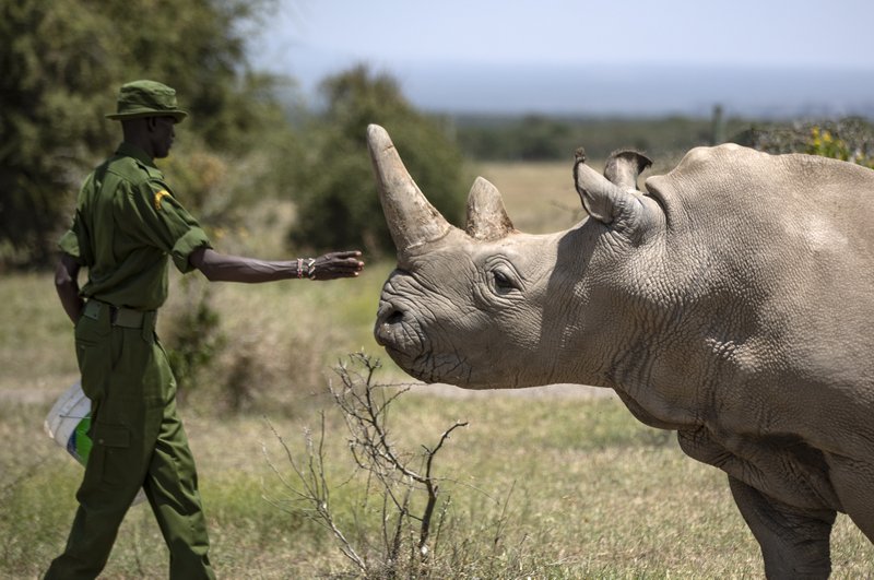 Crean embrión de especie de rinoceronte casi extinta